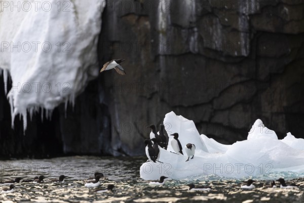Thick-billed guillemot (Uria lomvia) on an ice floe, alcids (Alcidae), Alkefjellet, Spitsbergen,