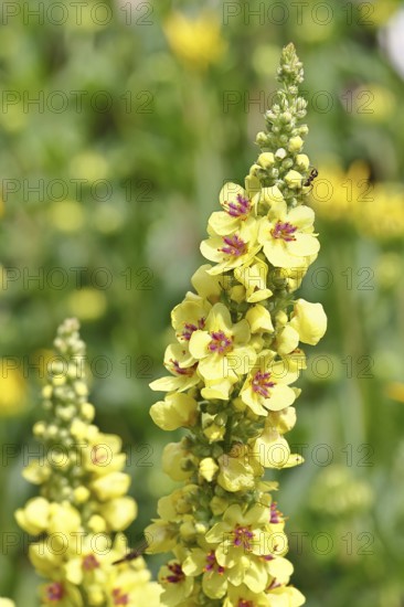 Dark mullein (Verbascum nigrum), flowers, inflorescences, in a natural garden, Wilnsdorf, North