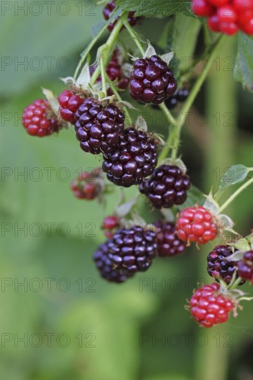 Blackberries (Rubus fruticosus), unripe and ripe fruit on a bush in a forest, Wilnsdorf, North
