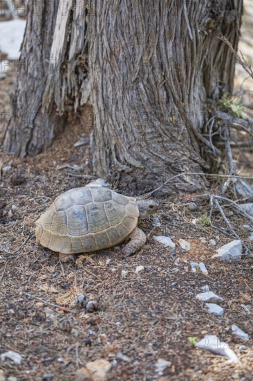Common Tortoise (Testudo graeca) moving into the wood, Panormitis, Symi Island, Dodecanese Islands,