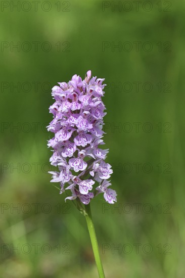 Moorland spotted orchid (Dactylorhiza maculata), inflorescence, close-up, Wilnsdorf, North