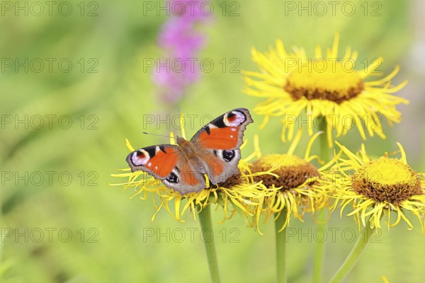 Peacock butterfly (Aglais io), on a yellow flower of a Great Telekie (Telekia speciosa), Wilnsdorf,