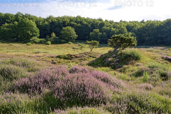 Ripple-crowned dune area in the Schleswig-Holstein municipality of Jörl. The nature reserve Düne am