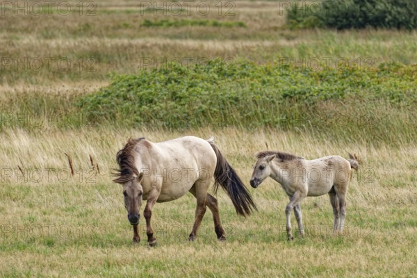 Wild horse of the Konik species with foal on the pastures of the Geltinger Birk nature reserve.