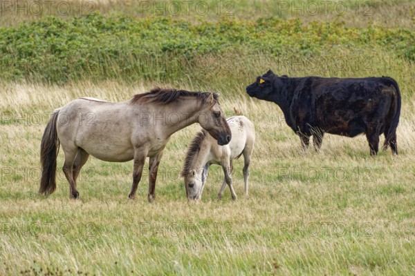 Wild horse of the Konik species with foal and Highland cattle, Galloway, on the pastures of the