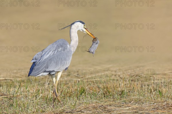 Grey heron (Ardea cinerea), standing with a captured field mouse (Microtus arvalis) in a mown