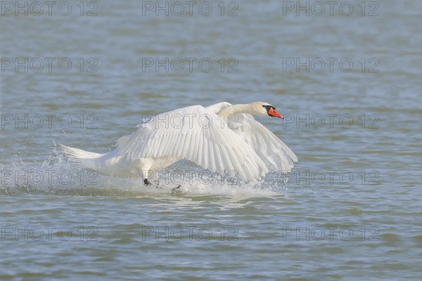 Mute swan (Cygnus olor) in flight, lands in the water, wildlife, animals, swan, Lake Neusiedl