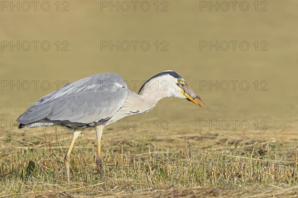 Grey heron (Ardea cinerea), devouring a field mouse (Microtus arvalis) caught in a mown meadow,