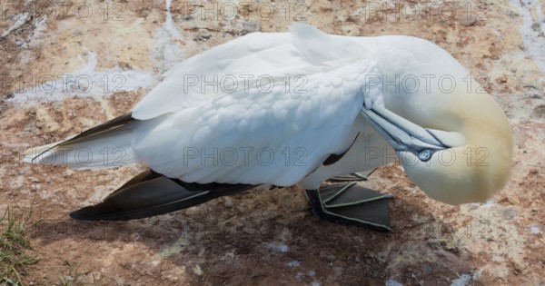 A gannet (Morus bassanus) (synonym: Sula bassana) relaxes and preens its plumage, feathers, head