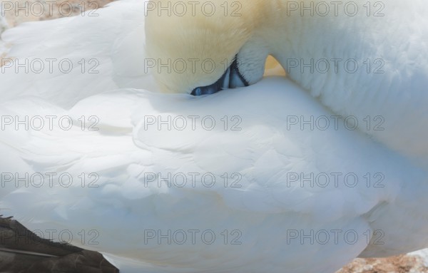 A gannet (Morus bassanus) (synonym: Sula bassana) relaxes and preens its plumage, beak sunk into