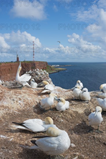 Group of gannets (Morus bassanus) (synonym: Sula bassana) on sandstone cliffs, clear blue sky,