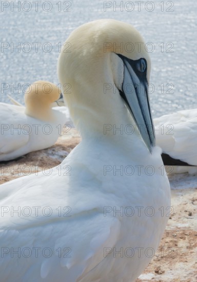 A gannet (Morus bassanus) (synonym: Sula bassana) relaxes and preens its plumage, closed eye, large