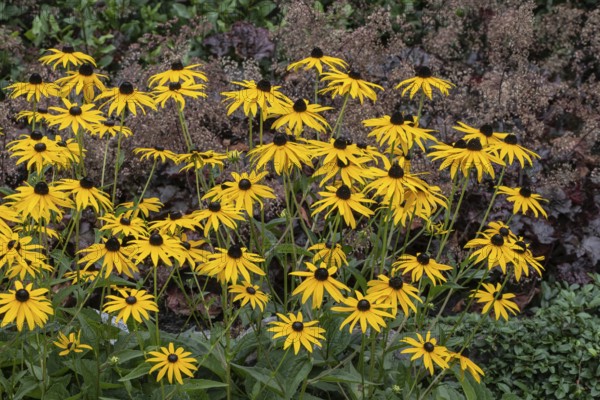 Flower bed with coneflower (Rudbeckia sullivantii), Emsland, Lower Saxony, Germany