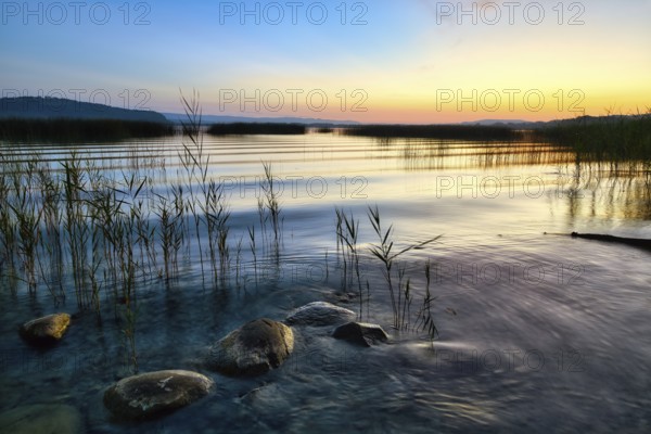 Gentle waves lapping reeds and stones on Lake Murten, atmospheric dawn, Canton of Fribourg,