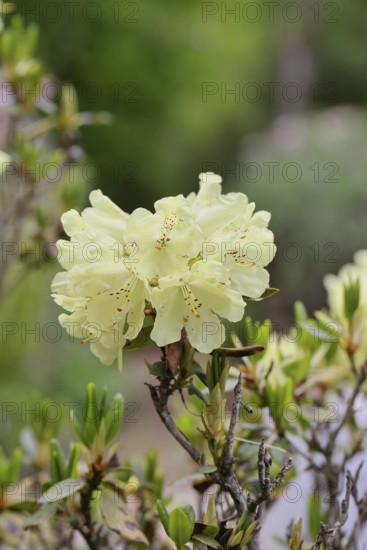 Rhododendron flowers (Rhododendron Homer), yellow flowers in a garden, Wilnsdorf, North