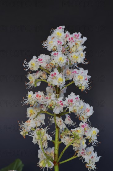 Horse chestnut (Aesculus hippocastanum), flower, inflorescence against a black background,