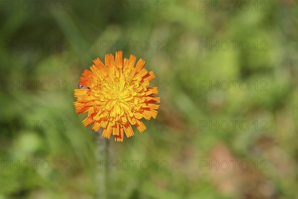Orange hawkweed, orange-red hawkweed (Hieracium aurantiacum), flower on a rough meadow, Wilnsdorf,