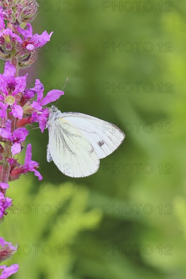 A Cabbage butterfly (Pieris brassicae) sucking nectar on the flower of the purple loosestrife