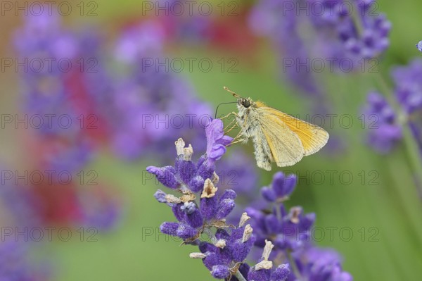 Large skipper (Ochlodes venatus), collecting nectar from a flower of Common lavender (Lavandula