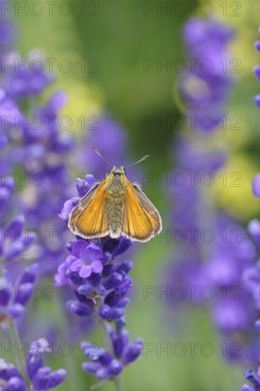 Large skipper (Ochlodes venatus), collecting nectar from a flower of Common lavender (Lavandula