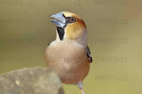 Hawfinch (Coccothraustes coccothrautes), on the ground in the forest, Wilnsdorf, North