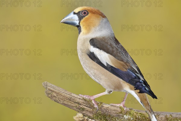Hawfinch (Coccothraustes coccothrautes), on a branch in the forest, Wilnsdorf, North