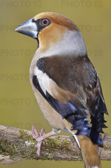 Hawfinch (Coccothraustes coccothrautes), on a branch in the forest, Wilnsdorf, North