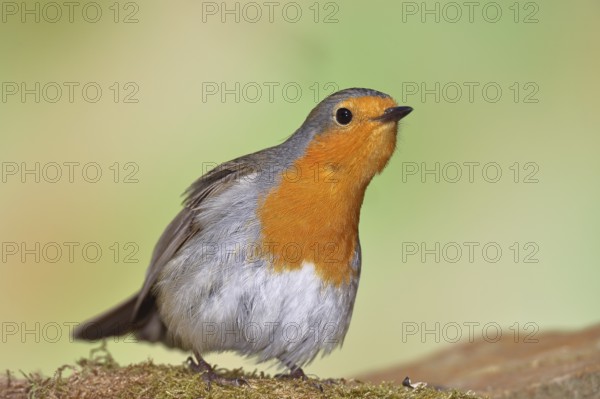 Robin (Erithacus rubecula) on mossy forest floor, looking attentively, animal portrait, Wilnsdorf,