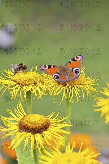 Peacock butterfly (Aglais io), together with a Bombus magnus (Bombus terrestris), on a yellow