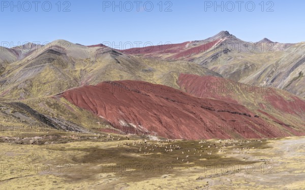 Grazing alpacas (Vicugna pacos), with colourful mountains in the background, Checacupe district,
