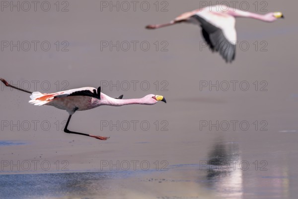 James flamingo (Phoenicoparrus jamesi), starts on a frozen lake, Laguna Cañapa, lagoon route, San