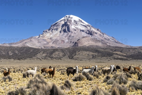 Alpacas (Vicugna pacos) in front of the snow-covered Sajama volcano, puna vegetation, in Sajama