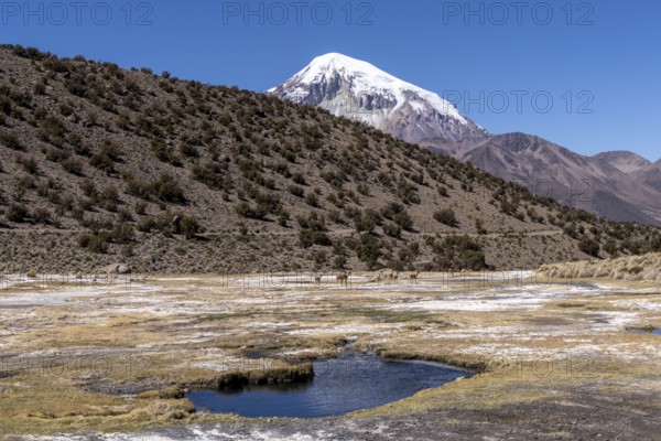 Vicuñas (Vicugna vicugna) behind a thermal spring, with hot water, in Sajama National Park,