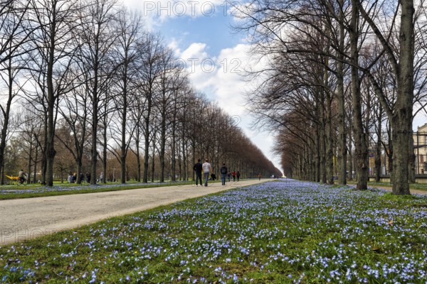 Blue stars, Scilla, walkers in the Herrenhäuser Allee, Georgengarten, Herrenhäuser Gärten,
