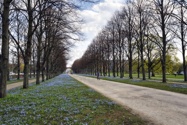 Scilla, cyclist in the Herrenhäuser Allee, Georgengarten, Herrenhäuser Gärten, landscape garden,