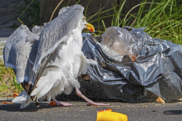 Bird nuisance by herring gull tearing up rubbish bag and feeding on trash, household refuse and