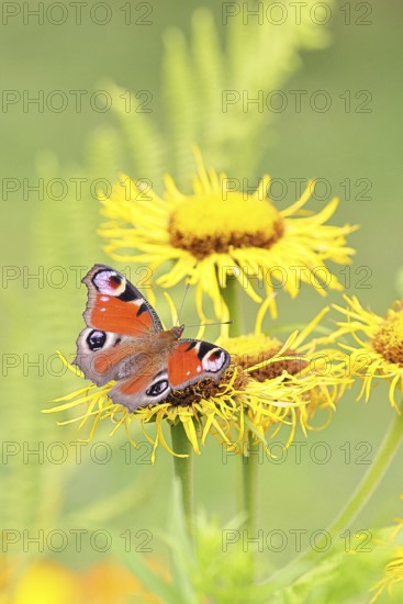 Peacock butterfly (Aglais io), on a yellow flower of a Great Telekie (Telekia speciosa), Wilnsdorf,