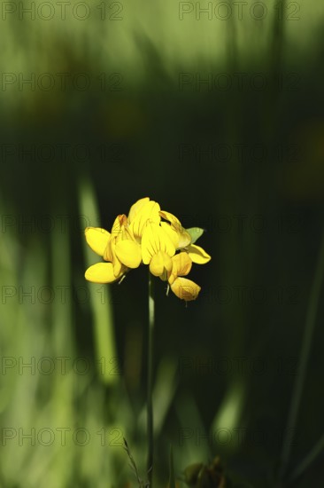 Bird's-foot Trefoil, Bird's-foot Trefoil (Lotus corniculatus), yellow flower in a meadow,