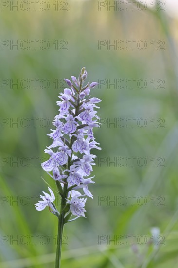 Moorland spotted orchid (Dactylorhiza maculata), inflorescence, close-up, Wilnsdorf, North