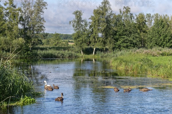 A swan with young on the River Trave in Brenner Moor. The Brenner Moor is a salt marsh, FFH area,