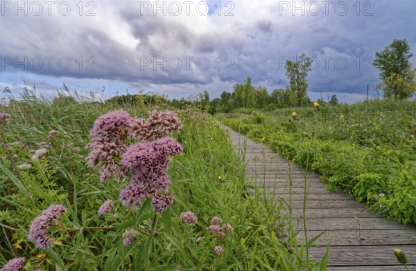 Purple-flowering water eupatorium (Eupatorium cannabinum), also known as Kunigkraut, on a footpath