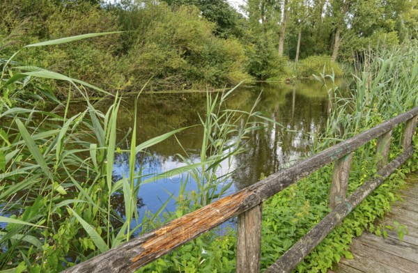 Footpath with wooden railings along the River Trave in Brenner Moor. The Brenner Moor is a salt