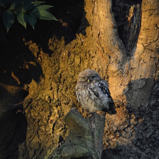 In the first light... Little owl (Athene noctua), still relatively young owl sits at sunrise near