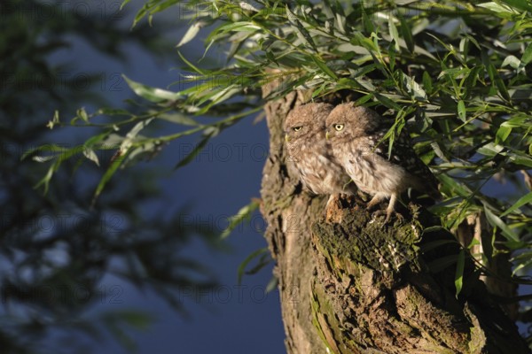 Siblings... Little owls (Athene noctua), young birds, branchlings exploring in the early morning