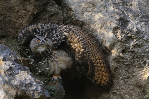 Defence posture... European Eagle Owl (Bubo bubo), young owl raises its wings to a wheel to appear