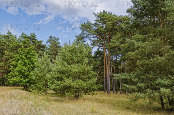 Field path and landscape in the Müritz National Park near Babke. Mirow, Mecklenburg-Western