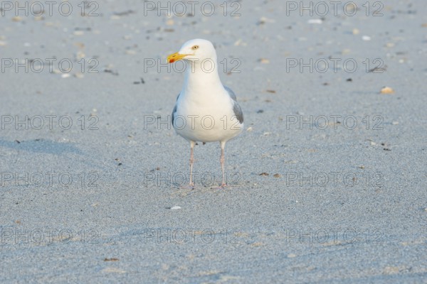 A herring gull (Larus argentatus) with a massive, strong beak stands alone on a sandy beach,