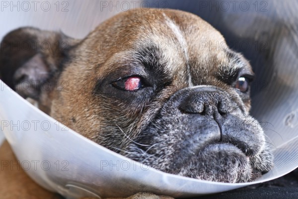 Face of French Bulldog dog with surgical implanted conjunctival flap covering eye used as treatment