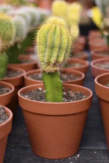 Bright green grafted cactus. Two different species of cacti combined together to form a single