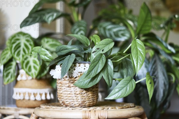 Tropical 'Epipremnum Pinnatum Cebu Blue' houseplant with silver-blue leaves with other houseplant